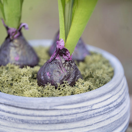 Faux Hyacinth Planter