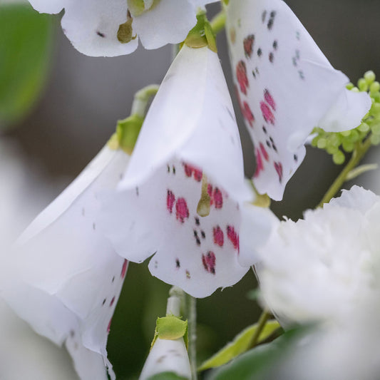 Faux Cream Cottage Garden Arrangement